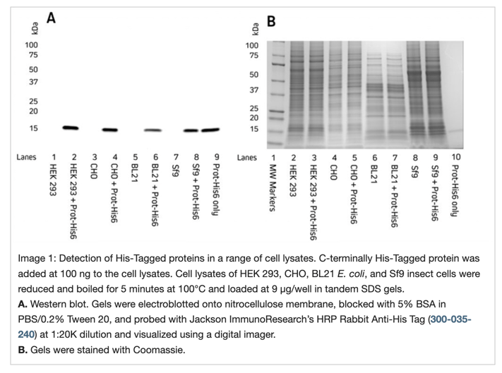 Western blotting guide Part 1, Introduction and Sample Preparation